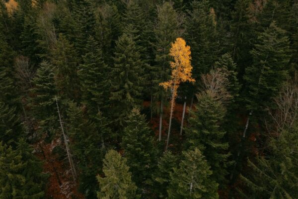 Wald Naturpark Almenland